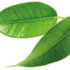 Groene Thee